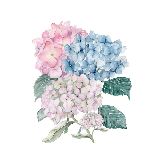 6/16 | Intro to Botanical Watercolor: Hydrangeas