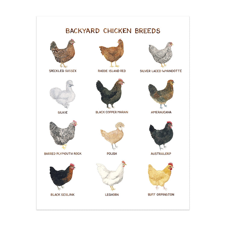 Backyard Chicken Breeds Print