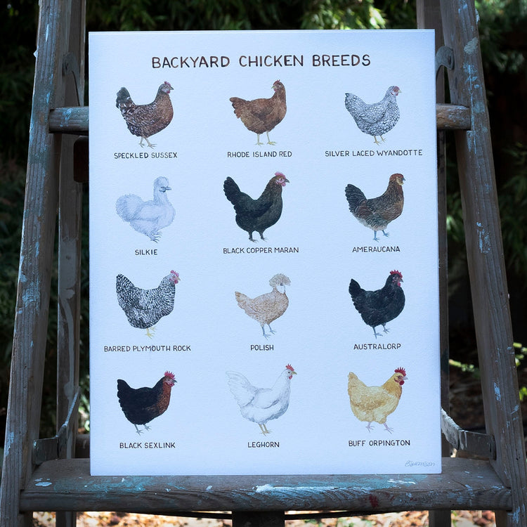 Backyard Chicken Breeds Print