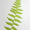 Fern Boxed Cards