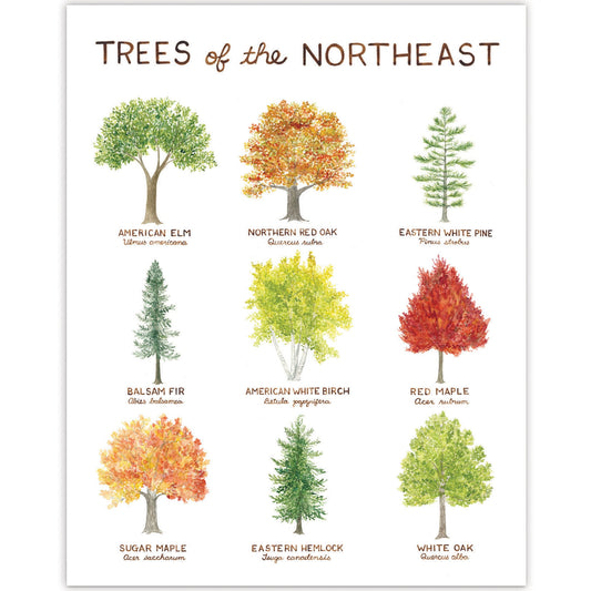 Trees of the Northeast Print