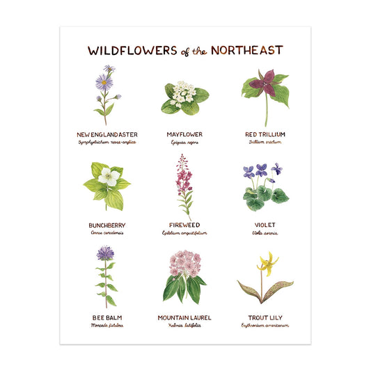 Wildflowers of the Northeast Print